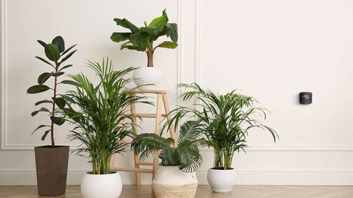 Hanging Plants Indoor | Hanging Air Purifying Plants: Enhancing Indoor Air Quality with Style