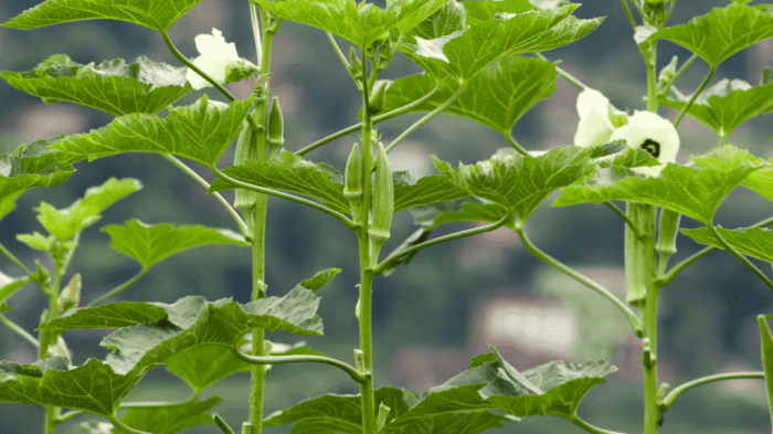 Hanging Plants Indoor | How to Prune Okra Plants: A Comprehensive Guide to Enhance Growth and Productivity