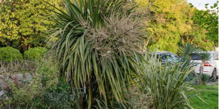 Hanging Plants Indoor | How to Trim Cordyline Plants: A Comprehensive Guide