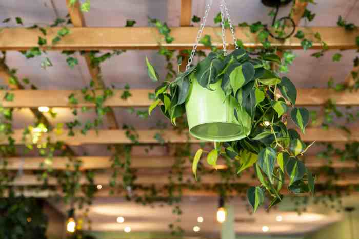 Hanging Plants Indoor | Hanging Plants Without Drilling: Creative and Practical Solutions