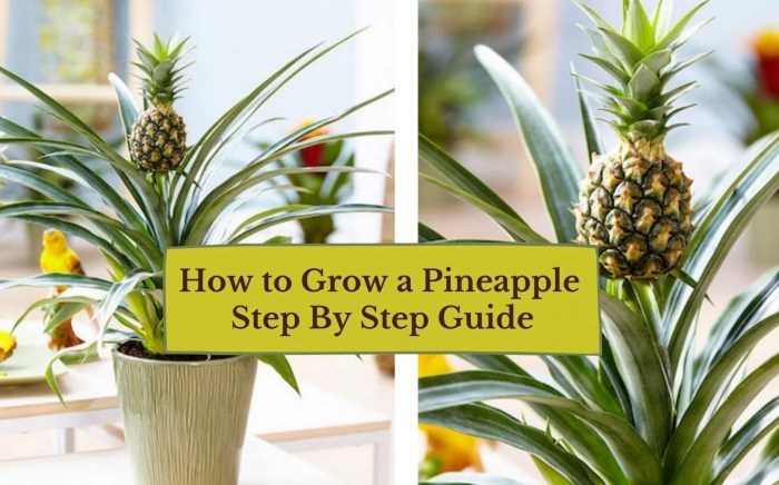 Hanging Plants Indoor | Mastering the Art of Care for Pineapple Plants: A Comprehensive Guide
