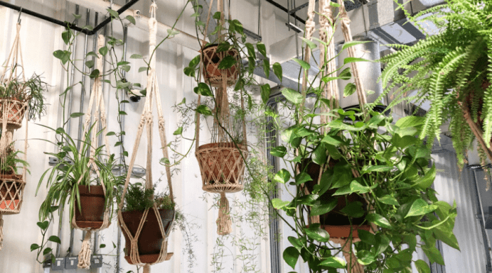 Hanging Plants Indoor | How to Hang Plants from the Ceiling: A Guide to Greenery Above