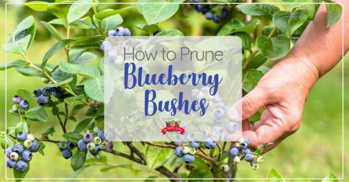 Hanging Plants Indoor | Mastering Blueberry Plant Trimming: A Comprehensive Guide