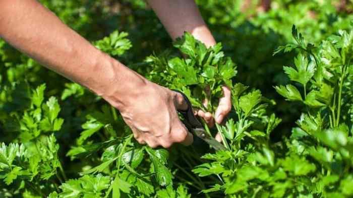 Hanging Plants Indoor | Trim Parsley Like a Pro: Techniques for Maximum Flavor and Freshness