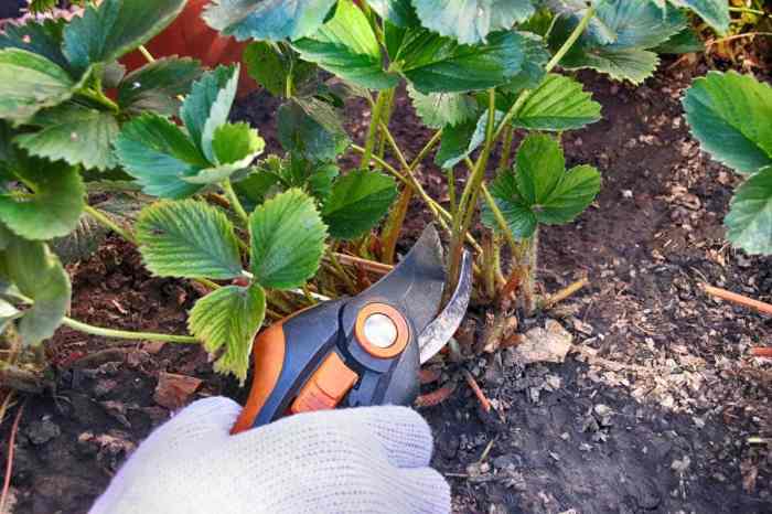Hanging Plants Indoor | How to Prune Strawberry Plants in Pots: A Comprehensive Guide for Bountiful Harvests