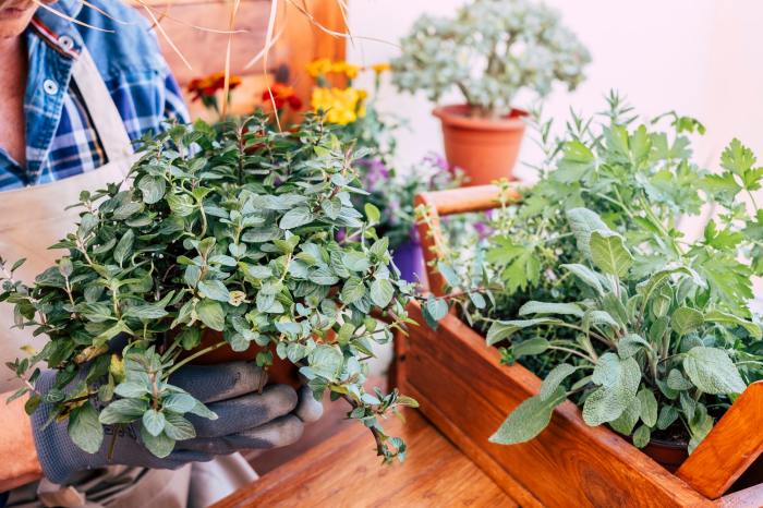 Hanging Plants Indoor | Prune Mint Plants in Pots: A Comprehensive Guide to Maintaining Healthy, Lush Herbs