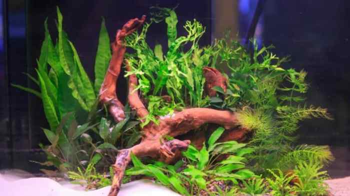Hanging Plants Indoor | How to Trim Aquarium Plants: A Comprehensive Guide for Aquascapers