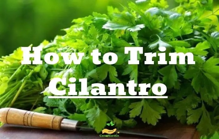 Hanging Plants Indoor | Trim Cilantro After Flowering: A Guide to Harvesting and Enhancing Growth