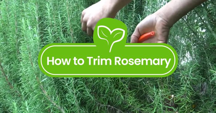 Hanging Plants Indoor | Master the Art of Rosemary Pruning: A Comprehensive Guide to Healthy, Vibrant Plants