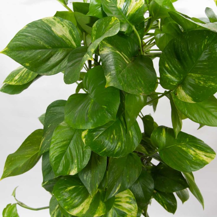 Hanging Plants Indoor | 6 Devils Ivy Trailing Plant: A Versatile and Decorative Houseplant