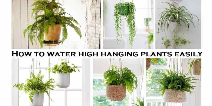 Hanging Plants Indoor | When to Water Hanging Plants: A Comprehensive Guide