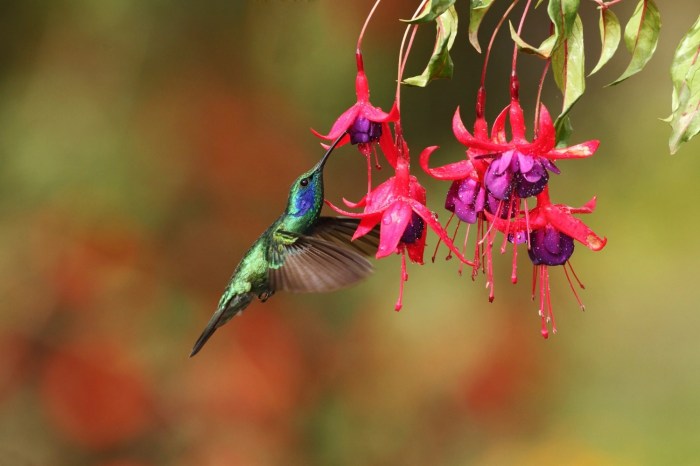 Hanging Plants Indoor | What Hanging Plants Do Hummingbirds Like?