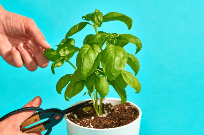 Hanging Plants Indoor | Expert Guide to Trimming Basil Plants: How to Keep Your Herb Thriving