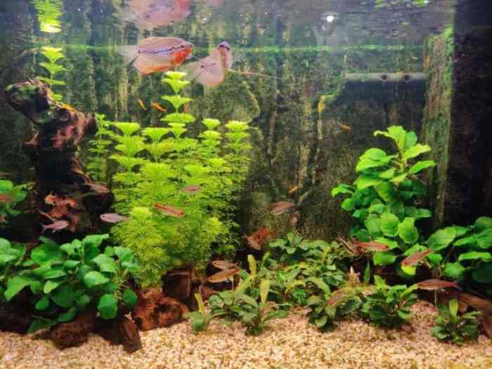 Hanging Plants Indoor | Best Plants to Grow Out of Aquariums: A Guide to Thriving Aquatic Flora