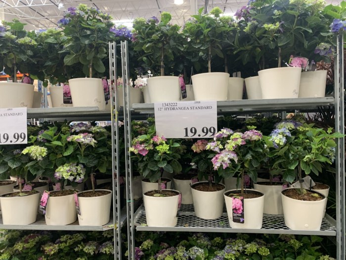 Hanging Plants Indoor | Hanging Plants at Costco: A Comprehensive Guide
