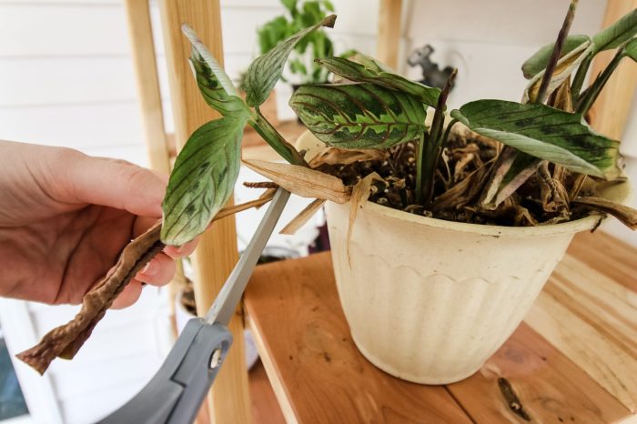 Hanging Plants Indoor | Trim Dead Leaves for Healthier Plants: A Comprehensive Guide