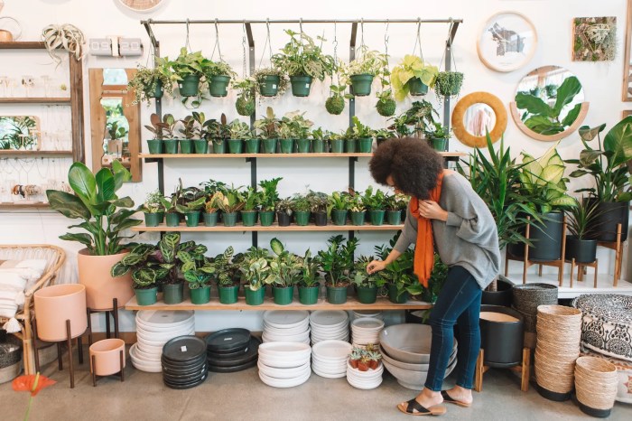 Hanging Plants Indoor | Plants Shop: A Haven for Plant Enthusiasts and Gardening Experts