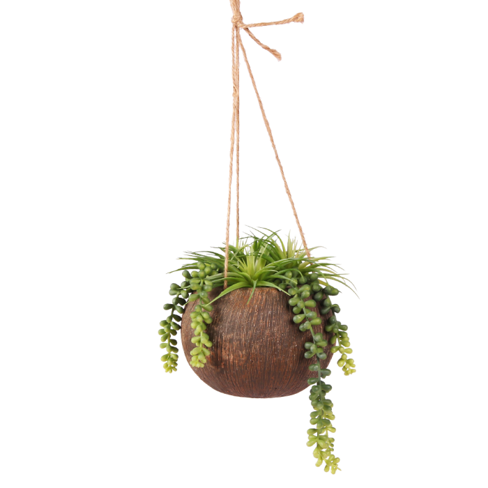 Hanging Plants Indoor | Hanging Plants from Wall: A Guide to Vertical Gardening