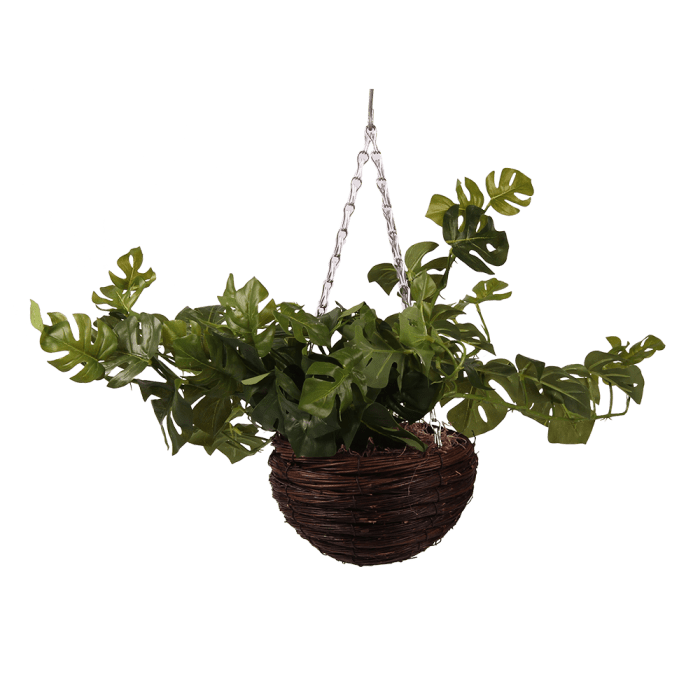 Hanging Plants Indoor | 10 Hanging Plants PNG: A Comprehensive Guide for Plant Enthusiasts