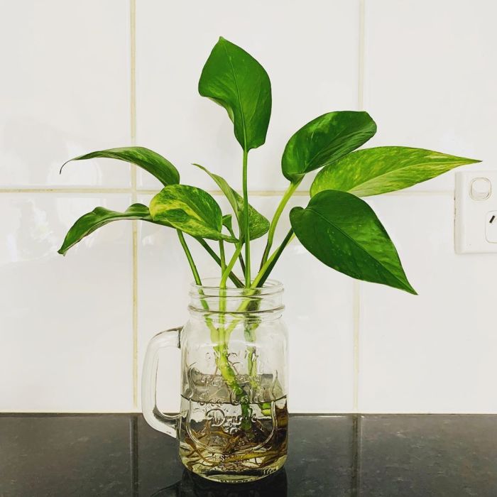 Hanging Plants Indoor | Best Plants to Grow in Water Indoors: A Guide to Greenery Without Soil