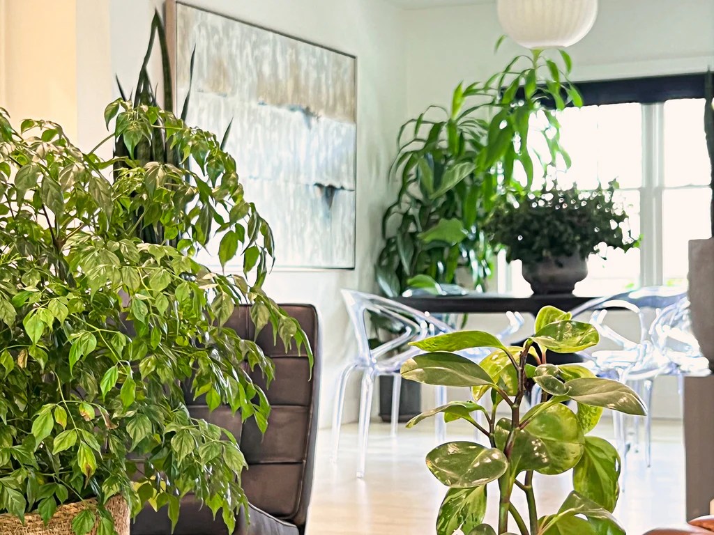 Hanging Plants Indoor | Hanging Plants Extreme Heat: Essential Strategies for Protection