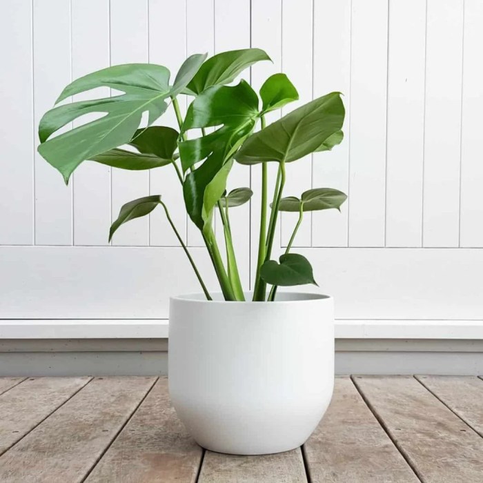 Hanging Plants Indoor | Sun-Drenched Delights: Hanging Plants That Thrive in Abundance of Light