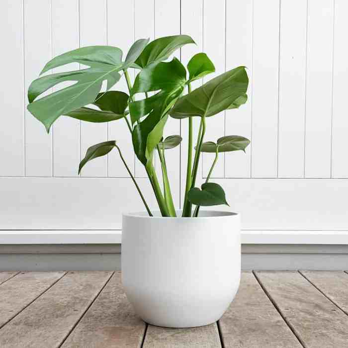 Hanging Plants Indoor | Hanging Plants That Don't Need Sun: A Guide to Greenery in Dim Spaces