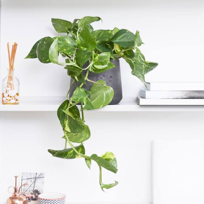 Hanging Plants Indoor | 10 Hanging Pothos Varieties: A Guide to Beautify Your Home