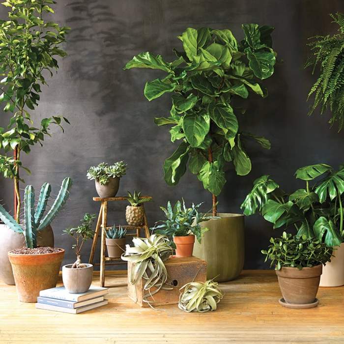 Hanging Plants Indoor | Good Indoor Plants to Hang: Elevate Your Home Decor and Improve Well-being