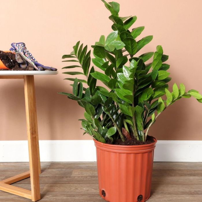 Hanging Plants Indoor | Best Plants for Home Decoration: Enhancing Ambiance and Well-being
