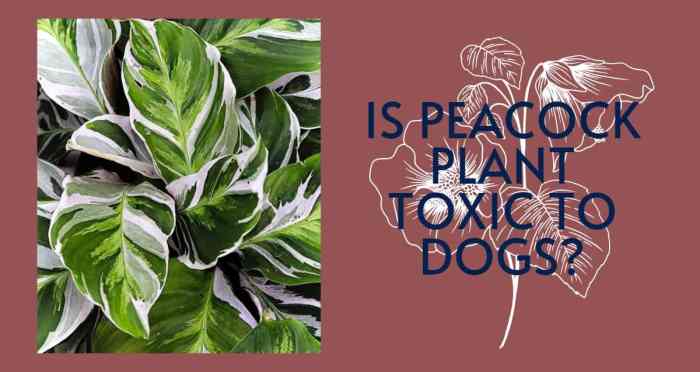 Are peacock plants toxic to dogs