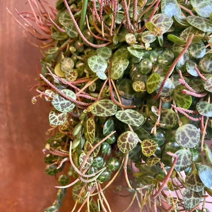 Hanging Plants Indoor | Hanging Basket Turtle Vine: A Versatile Plant for Lush Landscapes