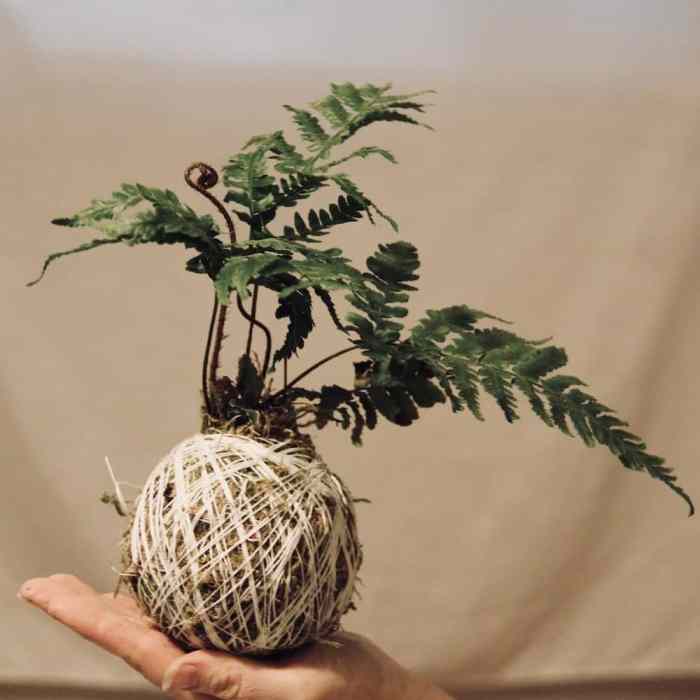 Hanging Plants Indoor | 10 Hanging Plants Moss Balls: Enhancing Your Home with Nature's Art