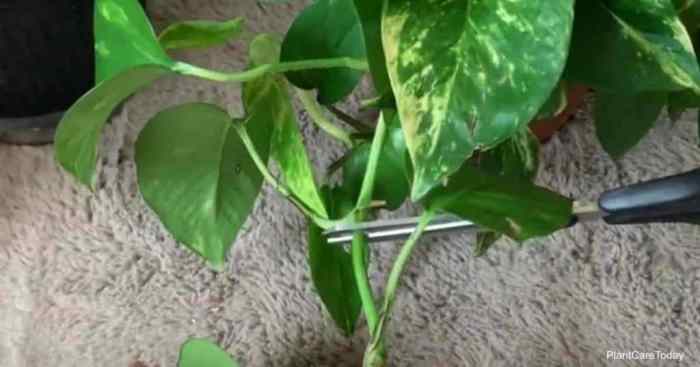 Hanging Plants Indoor | How to Trim Ivy Plants: A Comprehensive Guide for Beginners and Experts