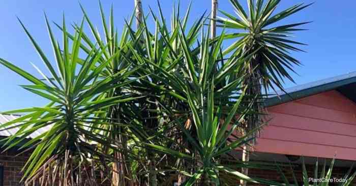 Hanging Plants Indoor | How to Remove Yucca Plants: A Comprehensive Guide