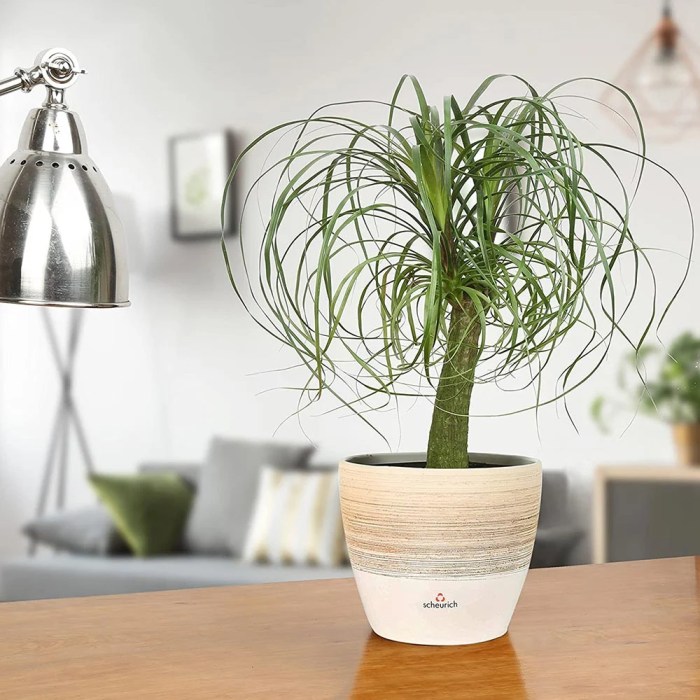 Hanging Plants Indoor | Best Trailing Indoor Plants for Low Light: Bringing Life to Dim Spaces