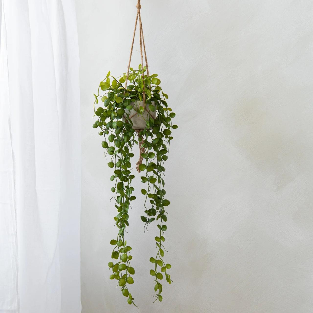 Hanging Plants Indoor | 8 Different Types of Trailing Plants: Adorning Landscapes and Interiors