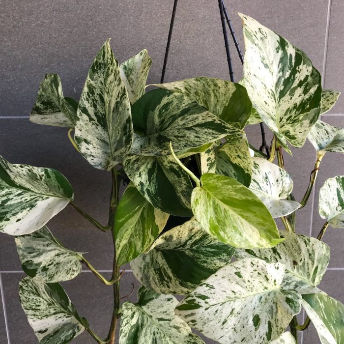 Hanging Plants Indoor | Unveiling the Secrets of Hanging Plants That Thrive in Shady Embraces