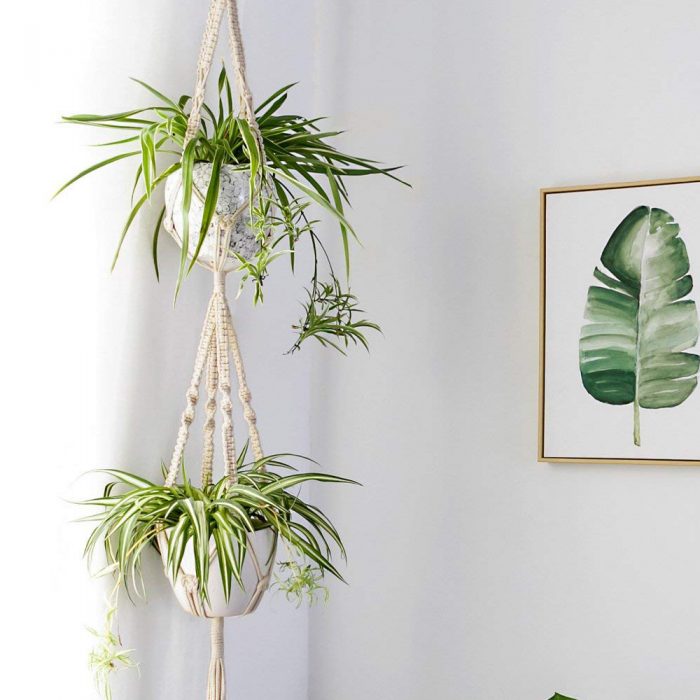 Hanging Plants Indoor | 10 Hanging Plants from Mitre 10: A Guide to Indoor and Outdoor Greenery
