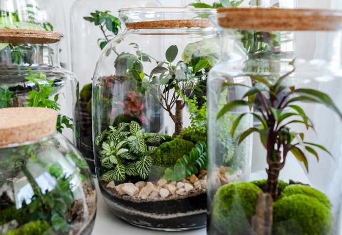 Hanging Plants Indoor | Best Plants for Small Terrariums: A Guide to Thriving Green Thumbs
