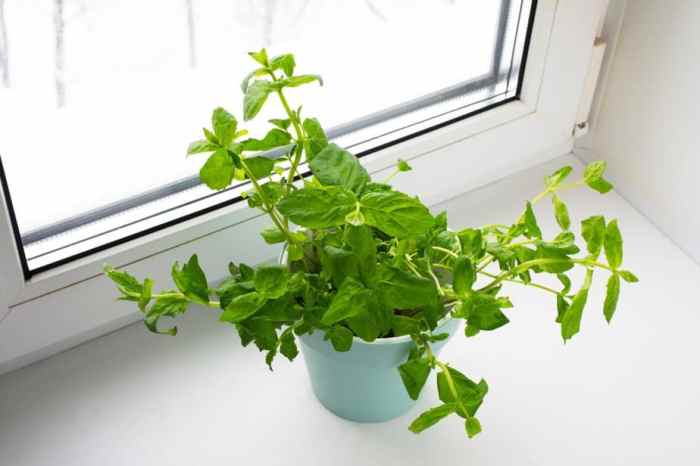 Hanging Plants Indoor | Hanging Plants for West-Facing Windows: A Guide to Bringing Nature Indoors
