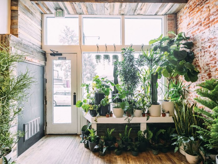 Hanging Plants Indoor | Discover the Allure of Indoor Plant Stores: A Guide to Greenery and Decor
