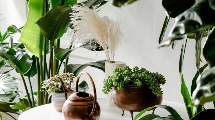 Hanging Plants Indoor | Best Plants for Feng Shui: Enhance Your Home's Energy and Well-being
