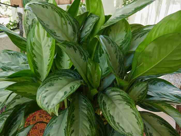 Hanging Plants Indoor | Easy Trailing Plants: A Guide to Growing and Displaying Graceful Foliage