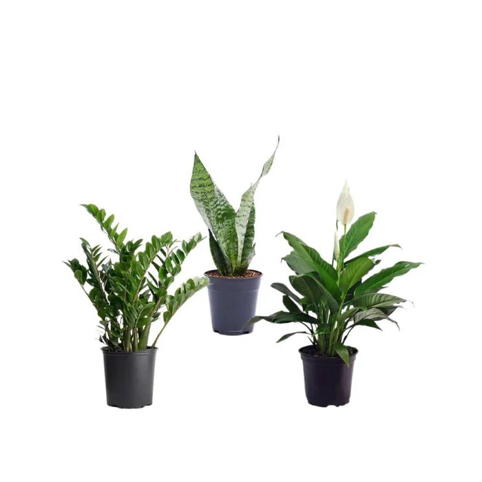 Hanging Plants Indoor | Good Hanging Plants for Low Light: Enhance Your Dimly Lit Spaces