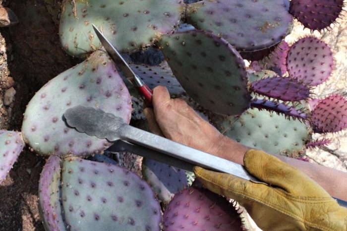 Hanging Plants Indoor | Expert Guide to Cactus Pruning: Enhance Health and Aesthetics