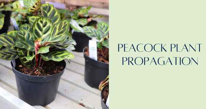Hanging Plants Indoor | Peacock Plant Propagation: A Comprehensive Guide