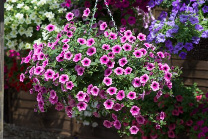 Hanging Plants Indoor | Hanging Basket Plants in Ireland: A Guide to Design, Maintenance, and Troubleshooting