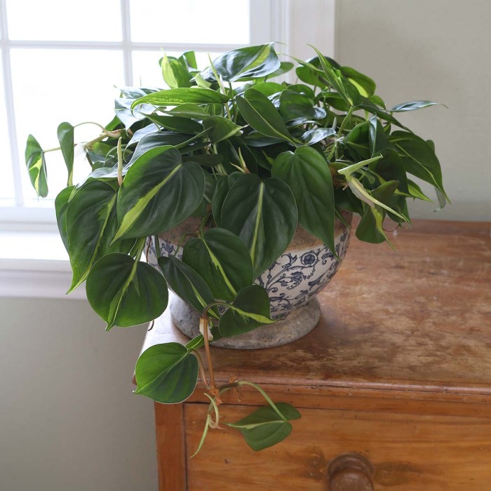 Hanging Plants Indoor | Fast-Growing Trailing Houseplants: A Lush Oasis for Your Indoor Spaces