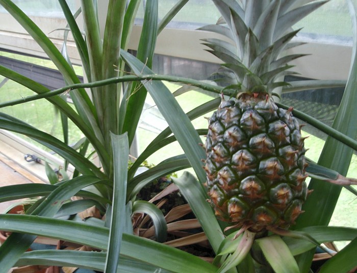 Hanging Plants Indoor | How to Trim a Pineapple Plant: A Comprehensive Guide to Enhance Growth and Aesthetics